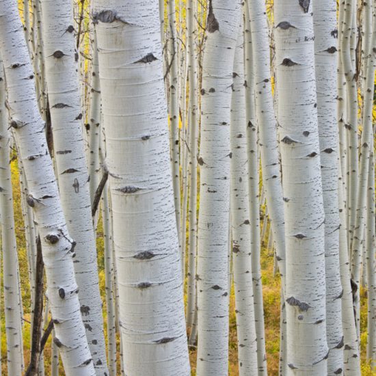 Gunnison National Forest, CO