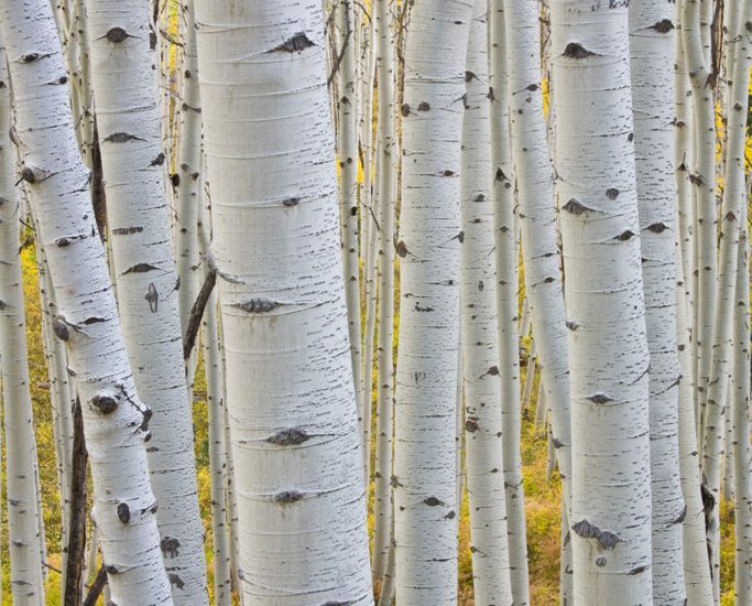 Gunnison National Forest, CO