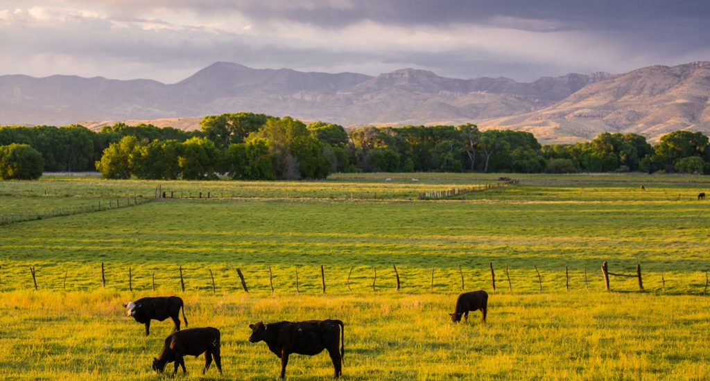 New Mexico, Gila River Valley near Cliff and Gila below Gila National Forest, cultivated fields and cottonwoods, cattle