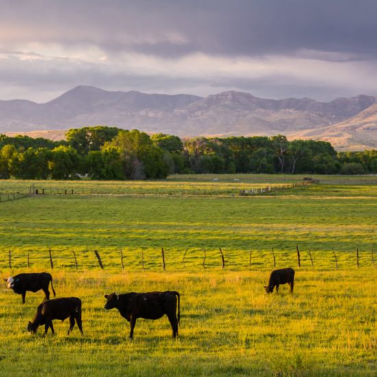 New Mexico, Gila River Valley near Cliff and Gila below Gila National Forest, cultivated fields and cottonwoods, cattle